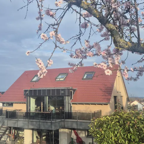 Ein modernes Haus mit rotem Dach und großen Fenstern. Im Vordergrund blüht ein Kirschbaum.