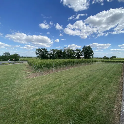 Wiese beim Weingut Faubel (© Weingut Faubel)