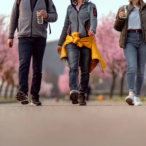 Eine Gruppe von drei Personen spaziert auf einem Weg, umgeben von blühenden Kirschbäumen. Jeder hält ein Getränk in der Hand und trägt lässige Kleidung.