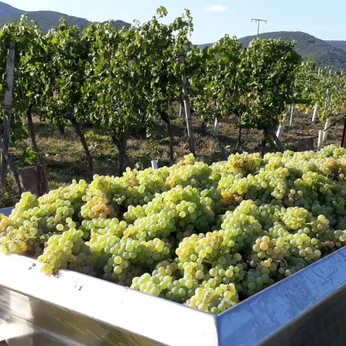 Traubenwagen (© Weingut Bruno Schreieck)