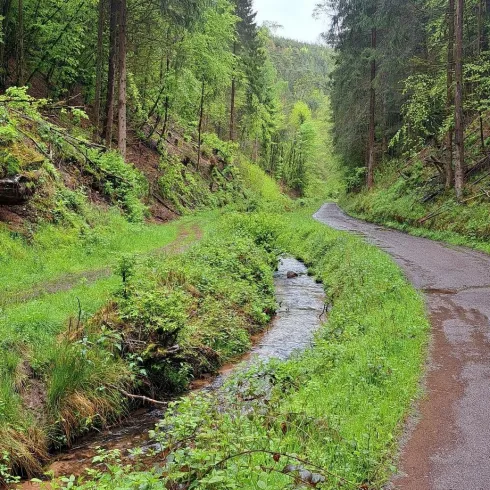 Ein malerischer Waldweg umgeben von grünen Bäumen und frischem Gras. Ein kleiner Bach fließt entlang des Weges.