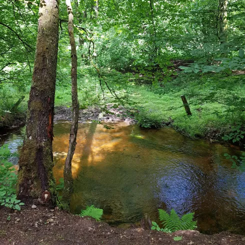 Ein ruhiger Bach fließt durch einen grünen Wald. Umgeben von Bäumen und üppigem Gras ist die Szene friedlich und einladend.