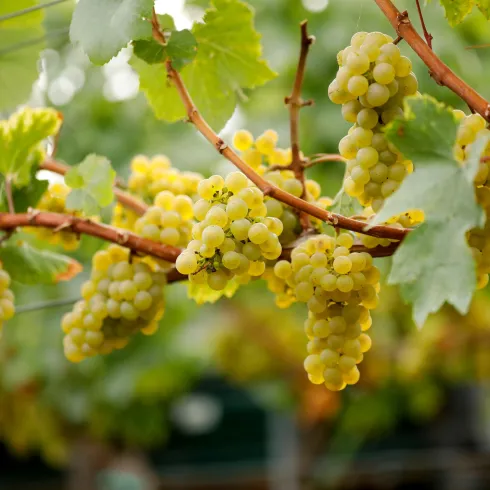 Eine Traube mit reifen, gelben Trauben hängt an einem Weinstock. Die grünen Blätter umrahmen die Früchte und schaffen eine frische Atmosphäre.