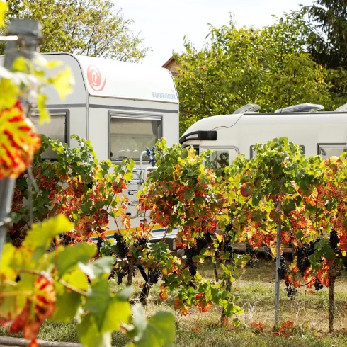 Ein malerischer Weinberg mit bunten Trauben im Herbst. Im Hintergrund stehen zwei Wohnmobile zwischen den Weinreben.