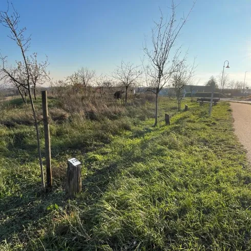 Ein sonniger Park mit frischem Gras und vereinzelten Bäumen. Der Weg führt sanft durch die Landschaft und lädt zum Spazieren ein.