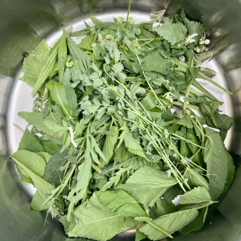 Ein Topf mit frischen Kräutern wie Minze, Koriander und anderen grünen Blättern. Die Kräuter sind gut sortiert und liegen übereinander.