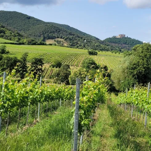 Ein malerischer Weinberg mit üppigen Reben. Im Hintergrund steht eine alte Burg auf einem Hügel unter einem klaren Himmel.