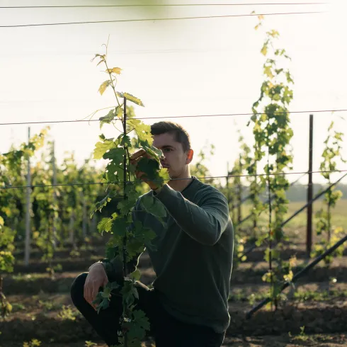 Arbeit im Weinberg Sebastian Volz