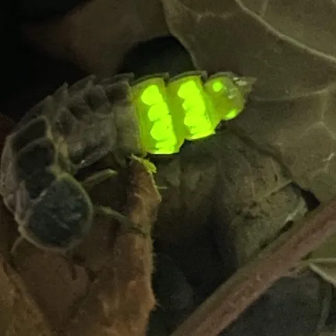 Ein leuchtender Käfer auf braunen Blättern. Der Käfer hat leuchtend grüne Abschnitte, die im Dunkeln sichtbar sind.