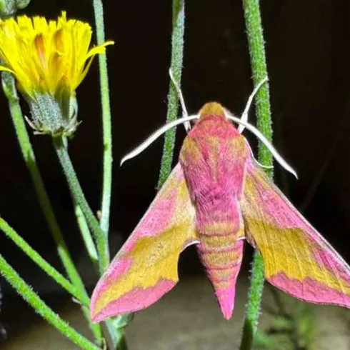 Eine große, bunte Motte sitzt auf einem grünen Stängel neben einer gelben Blume. Die Motte hat leuchtende rosa und gelbe Farben.