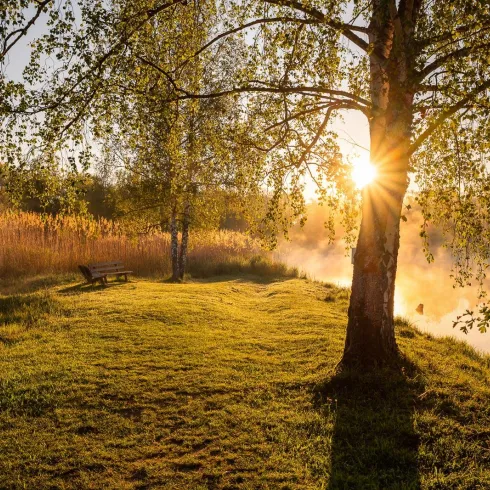 Eine ruhige Landschaft am Wasser mit einem großen Baum und einer Bank. Die Sonne scheint durch die Blätter und schafft eine schöne Atmosphäre.