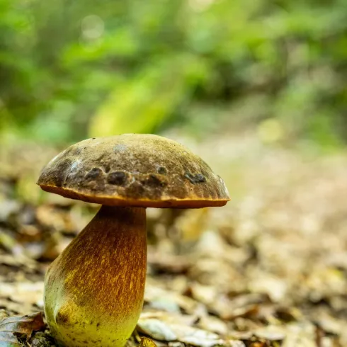 Wald (© Verein SÜW Annweiler e.V., Fotograf: Dominik Ketz)