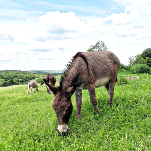 Ein Esel steht auf einer Wiese und frisst Gras. Im Hintergrund sind weitere Esel und eine grüne Landschaft zu sehen.