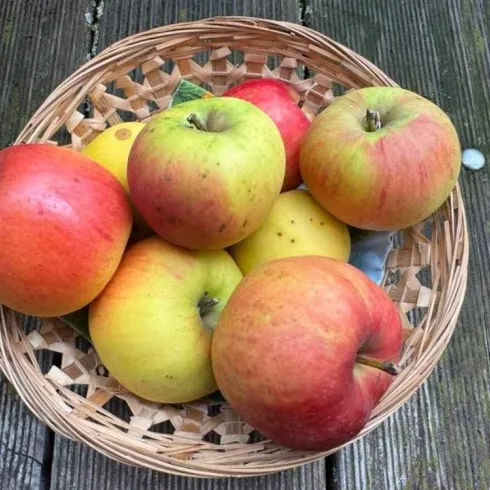 Ein Korb voller frischer Äpfel in verschiedenen Farben. Die Äpfel liegen auf einem Holzuntergrund.
