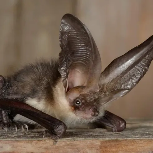 Eine ungewöhnliche Fledermaus mit großen Ohren sitzt auf einem Holzuntergrund. Ihr Körper ist pelzig und braun gefärbt.