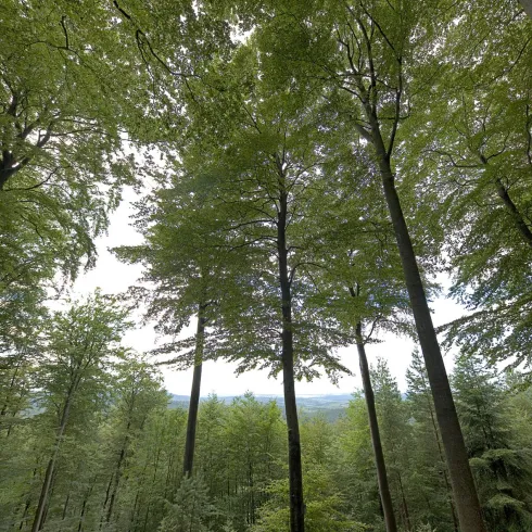 Ein dichter Wald mit hohen Bäumen und viel grünem Laub. Der Himmel ist teilweise bewölkt und der Blick geht in die Ferne.