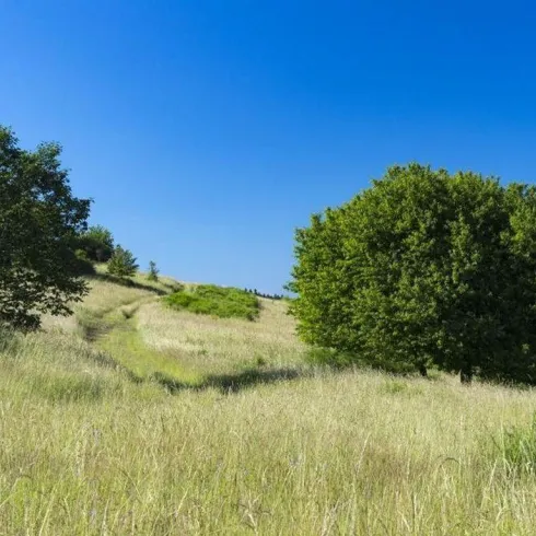 Weg durchs Naturschutzgebiet Wartekopf