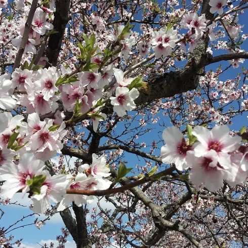 Foto Mandelblüten