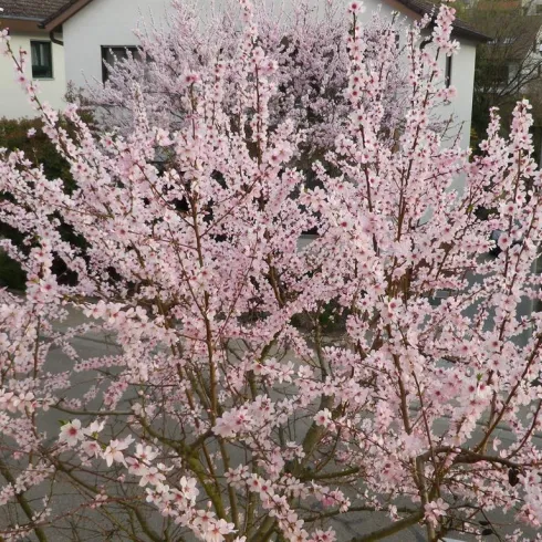 Mandelbaum vor dem Haus