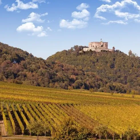 Ein malerischer Weinberg mit üppigen Traubenkulturen und sanften Hügeln. Oben auf dem Hügel steht eine beeindruckende Burg unter einem klaren blauen Himmel.