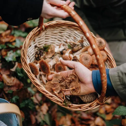 Ein Korb mit frischen Pilzen wird von mehreren Händen gehalten. Der Boden ist mit buntem Laub bedeckt, was auf einen herbstlichen Wald hinweist.