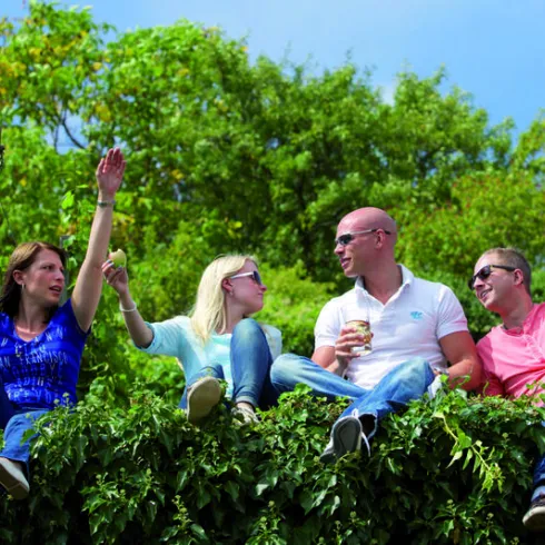 Eine Gruppe von vier Freunden sitzt auf einer grünen Hecke und genießt die Sonne. Sie lachen, trinken und scheinen eine gute Zeit zu haben.