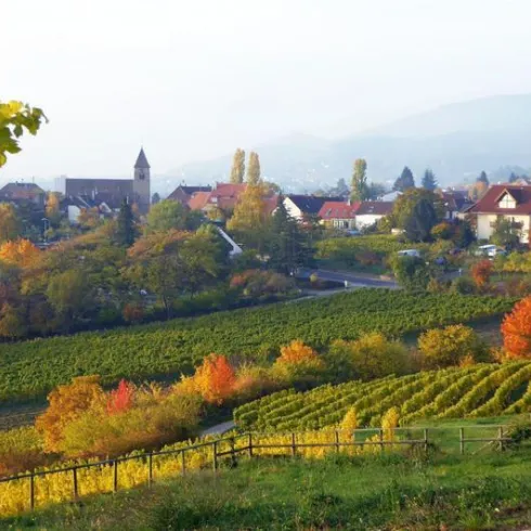 Eine malerische Landschaft mit Weinbergen und buntem Herbstlaub. Im Hintergrund sind kleine Häuser und ein Kirchturm zu sehen.