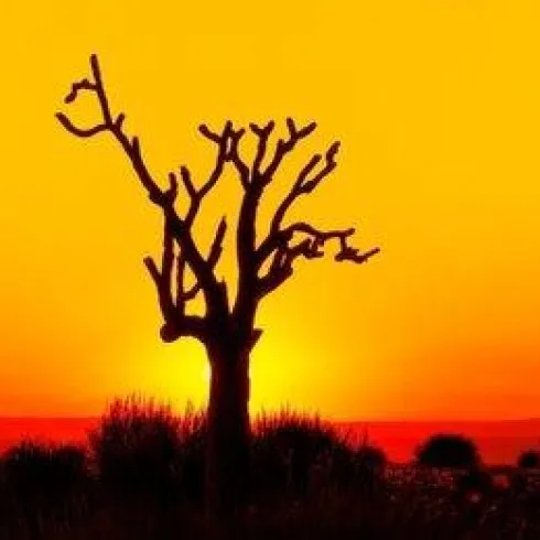 Ein einzelner, kahler Baum vor einem warmen, orangefarbenen Sonnenuntergang. Die Landschaft wirkt ruhig und geheimnisvoll.