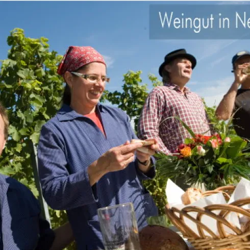 Ein Team von Winzern arbeitet in einem Weinberg. Im Hintergrund sind grüne Traubenpflanzen und ein klarer Himmel zu sehen.