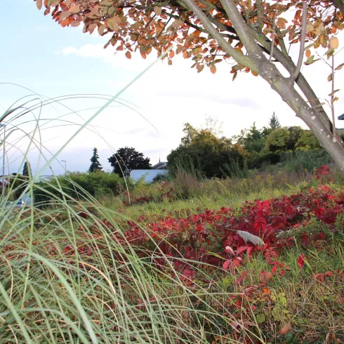 Eine malerische Landschaft mit bunten Herbstblättern und sanften Hügeln. Im Hintergrund sind Bäume und ein Gebäude zu sehen.