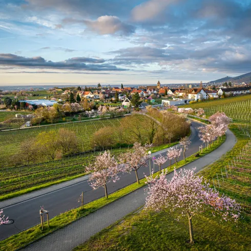 Mandelblütenfest Gimmeldingen