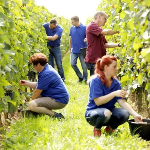 Eine Gruppe von Menschen erntet Trauben in einem Weinberg. Sie tragen blaue T-Shirts und arbeiten konzentriert zwischen den Reben.