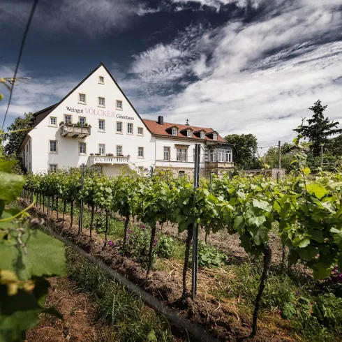 Ein Weingut mit einem weißen Gebäude und Weinreben im Vordergrund. Der Himmel ist bewölkt und verleiht der Szene eine malerische Atmosphäre.