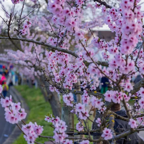 Gimmeldinger Mandelblüte (© Pfalz.Touristik e.V, Heimatlichter GmbH)