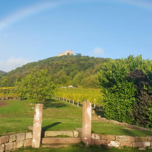 Eine malerische Landschaft mit einem Regenbogen über einem hügeligen Weinberg. Im Vordergrund sind mächtige Steinpfosten und üppiges Grün zu sehen.