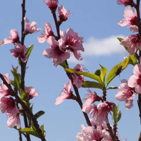 Eine blühende Pfirsichbaumzweig mit zarten, rosa Blüten. Im Hintergrund ist ein klarer blauer Himmel zu sehen.