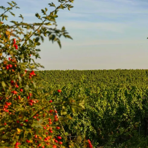 Ein grüner Weinberg erstreckt sich unter einem klaren Himmel. Im Vordergrund sind rote Früchte an einem Strauch sichtbar.