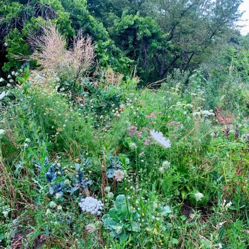 Eine üppige Wiese mit verschiedenen Pflanzen und Blumen. Im Hintergrund sind einige Bäume zu sehen.