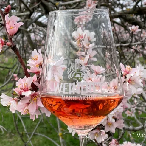 Ein Glas Wein steht vor blühenden Kirschbäumen. Die rosa Blüten verleihen der Szene eine fröhliche Frühlingsatmosphäre.