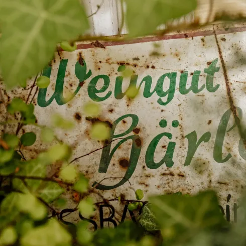 Ein altes, rostiges Schild mit der Aufschrift "Weingut Härle" ist von Pflanzen umgeben. Die Schrift ist teilweise verdeckt, aber die grünen Buchstaben sind gut erkennbar.