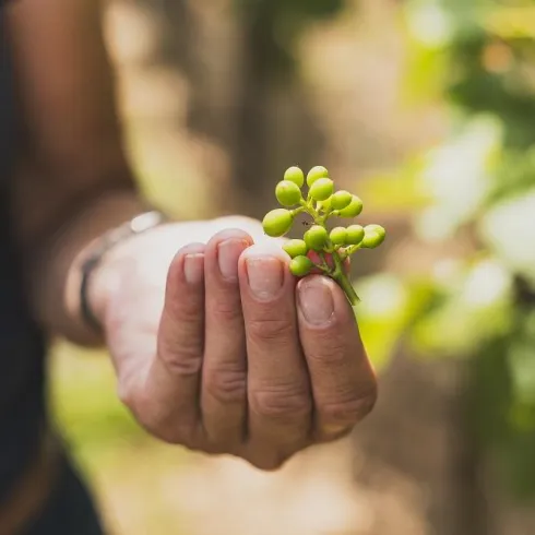Eine Hand hält eine Traube mit jungen, grünen Beeren. Im Hintergrund sind Weinblätter und Reben sichtbar.