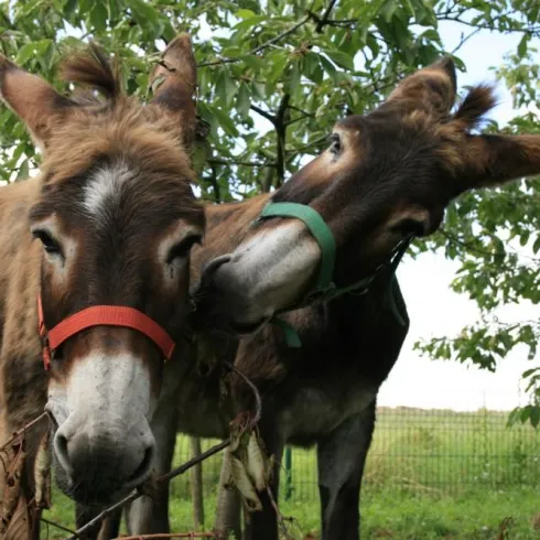 Zwei Esel stehen nah beieinander und schauen freundlich in die Kamera. Sie tragen bunte Halfter und stehen in einer natürlichen Umgebung mit Bäumen im Hintergrund.