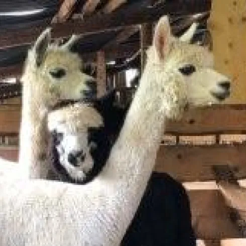 Drei Lamas in einer Scheune. Zwei Lamas mit weißen Köpfen stehen hinten, während ein weiteres, schwarzes Lama vorne zu sehen ist.
