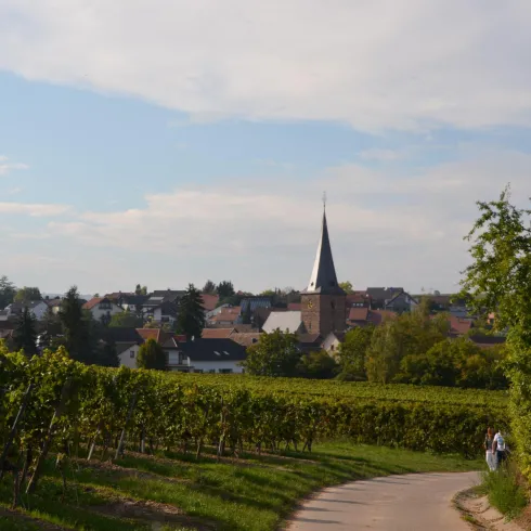 Eine idyllische Landschaft mit Weinbergen und einem kleinen Dorf im Hintergrund. Der Kirchturm ragt über die Gebäude hinweg unter einem klaren Himmel.