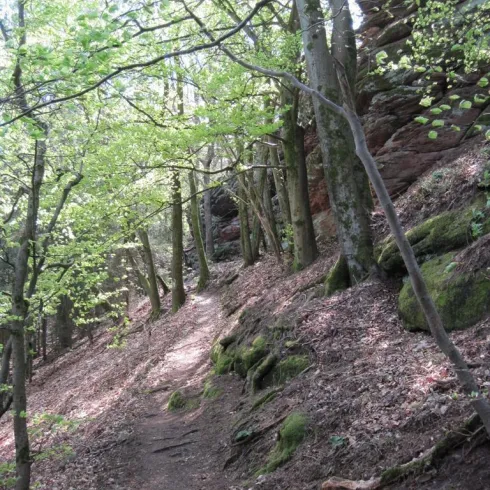 Ein schmaler Pfad führt durch einen grünen Wald mit Bäumen und moosbedecktem Boden. Das Licht scheint sanft durch die Blätter.