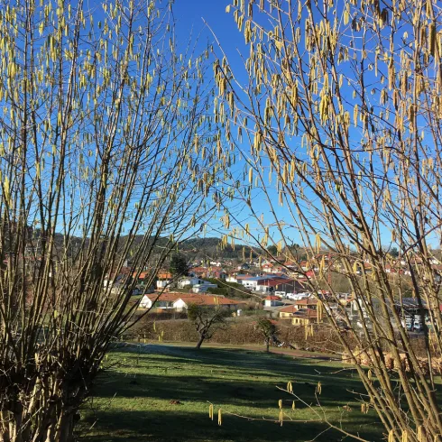 Eine ländliche Szene mit Bäumen im Vordergrund und einem Dorf im Hintergrund. Der Himmel ist klar und blau.
