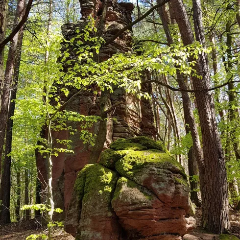 Ein markanter Felsen, umgeben von Bäumen und frischem Grün. Moos bedeckt die Basis des Felsens und verleiht der Szene eine natürliche Schönheit.