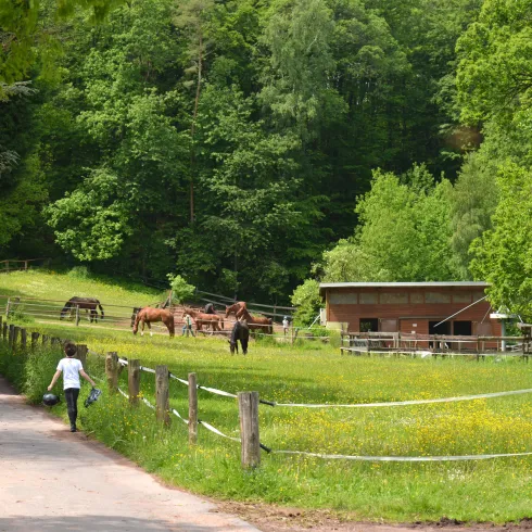 Ein ruhiger Weg führt zu einer Weide mit mehreren Pferden. Im Hintergrund steht ein kleines Holzhaus und die Umgebung ist grün mit Bäumen.