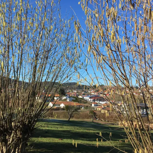 Eine ländliche Szene mit hohen Ästen und einem klaren blauen Himmel. Im Hintergrund sind Häuser und grüne Wiesen zu sehen.
