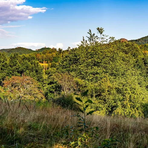 Blick auf Burgendreifaltigkeit (© Wohlrabe Quadronet, Verein SÜW Annweiler e.V.)